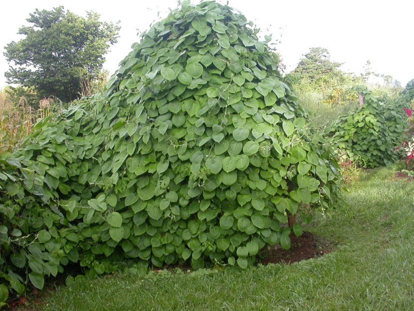 Planta de Passiflora ligularis o granada china trepando por un soporte