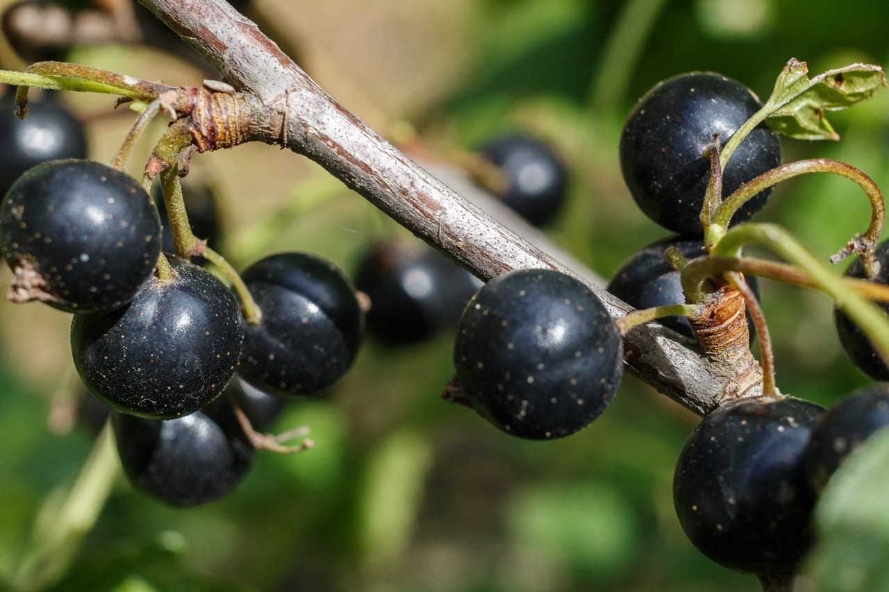 Grosella negra: cultivo, poda de renovación y cosecha