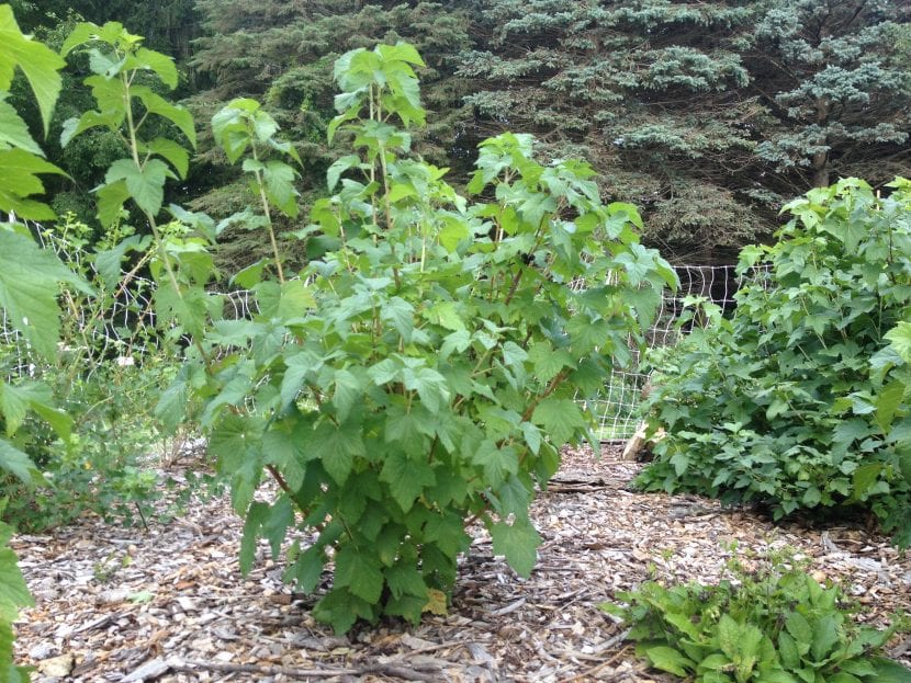 Arbusto de Ribes nigrum con hojas palmeadas