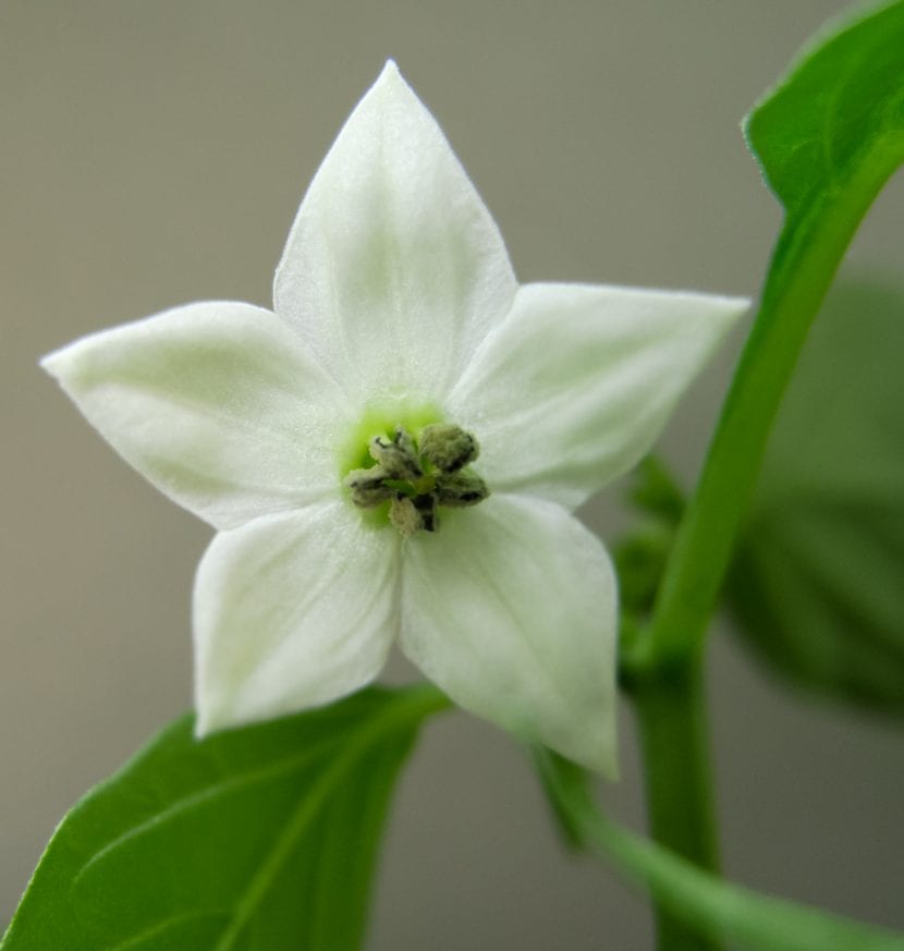 Planta de guindilla en flor