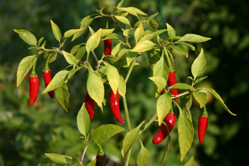 Guindilla: cultivo, variedades y de dónde sale el picor