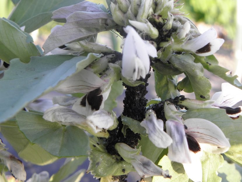 Colonia de pulgón negro Aphis fabae en un tallo de haba