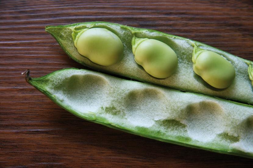 Cultivo de habas: siembra, cuidados, plagas y cosecha