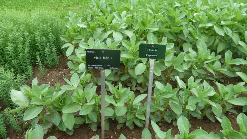 Mata de habas creciendo en el huerto