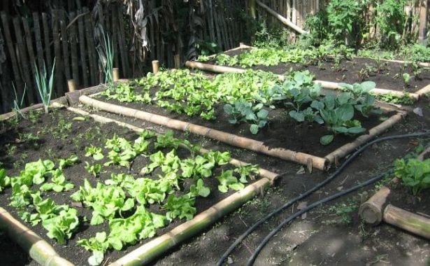 Huerta orgánica paso a paso II: compost, siembra y riego