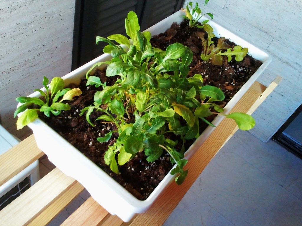 Macetas y jardineras con hortalizas en el balcón de una vivienda