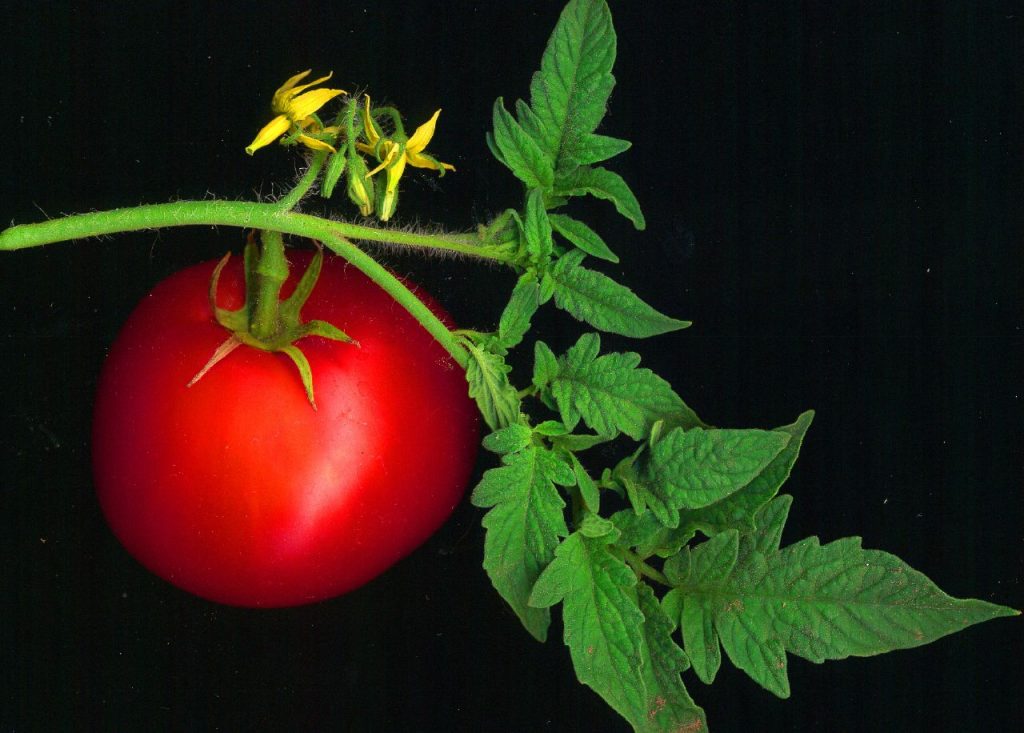 Tomatera cultivada en maceta con tutor