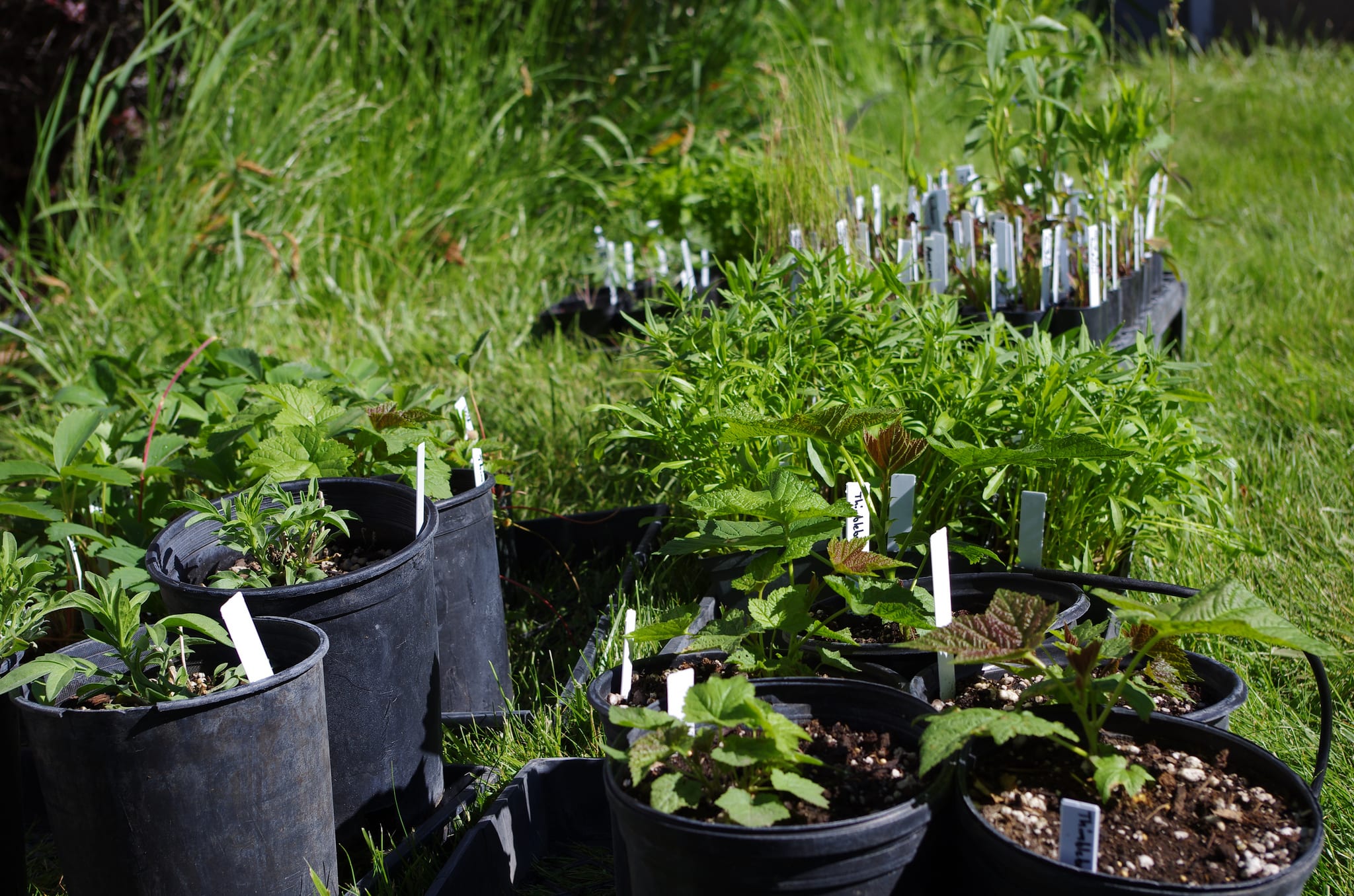 Plantas hortícolas cultivadas en el huerto escolar