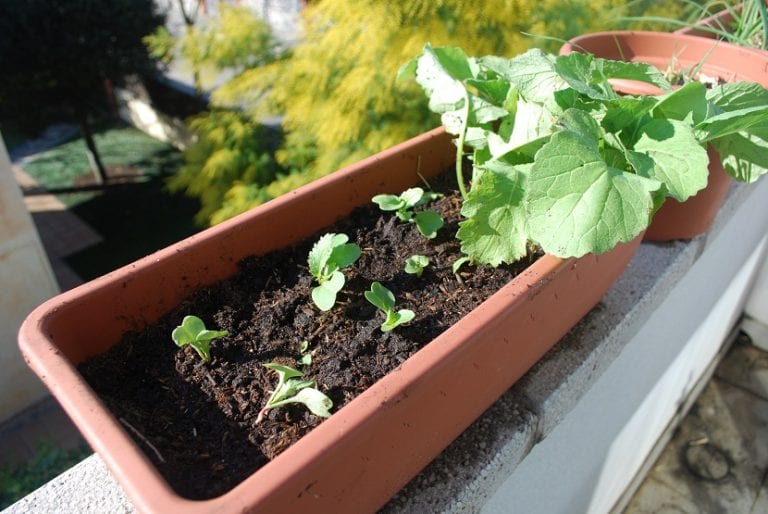 Huerto casero cultivado en contenedores dentro de una vivienda