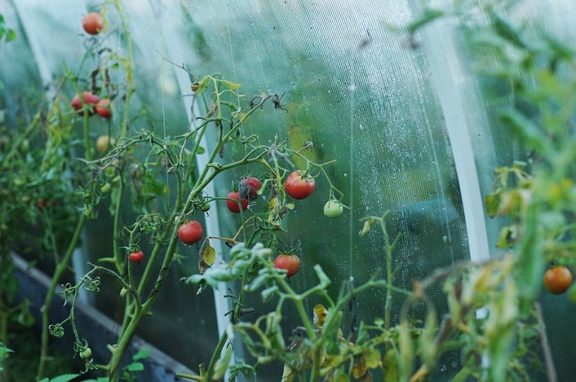 Injerto de tomate en rama: portainjertos, fechas y técnica