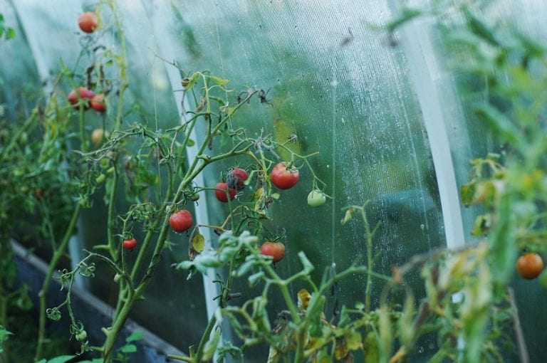 Interior de un invernadero con tomate conducido en vertical