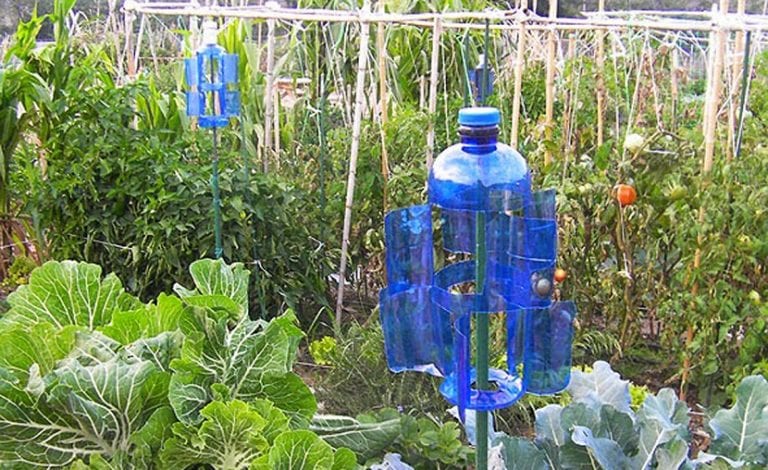 Botellas de plástico reutilizadas como protectores de plantas en un huerto