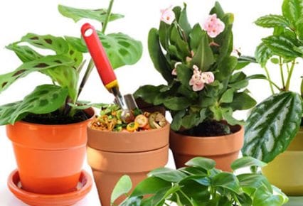 Planta con síntomas de carencia nutricional en las hojas