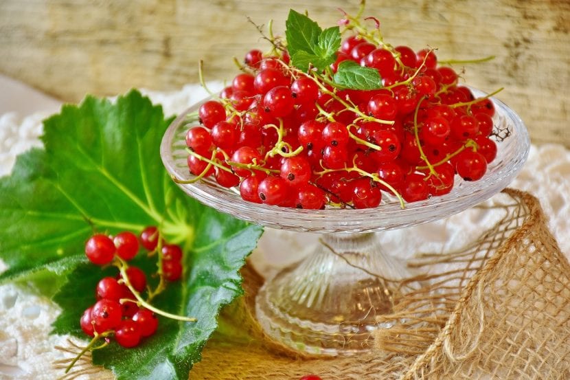 Racimos de grosellas rojas maduras en la planta