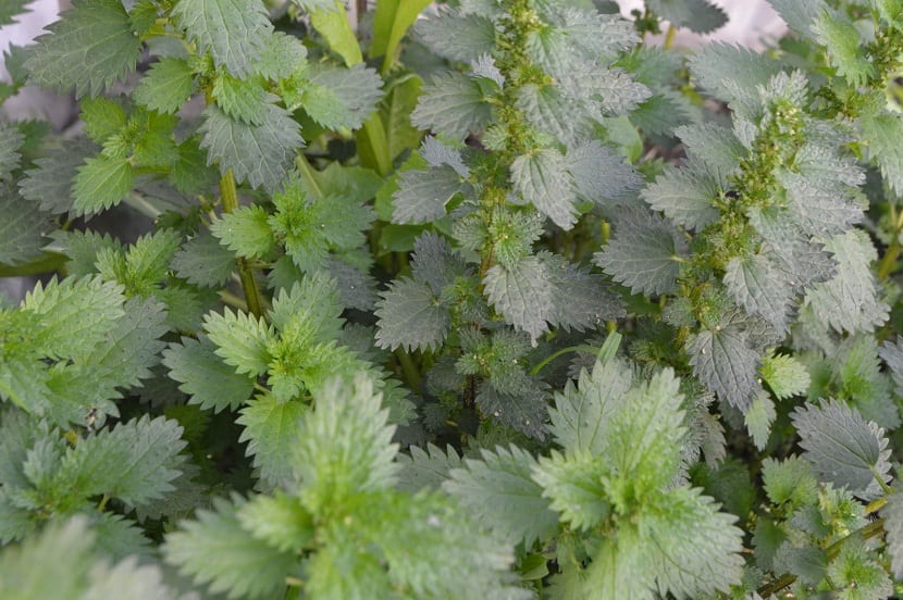 Hojas de ortiga verde para usar en el huerto