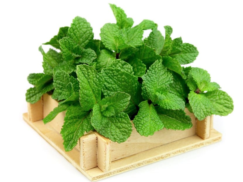 Recolección de la menta: cuándo y cómo cortarla