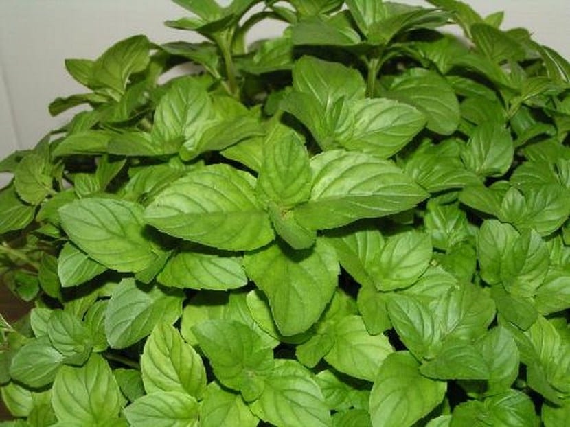 Mata de menta lista para el primer corte