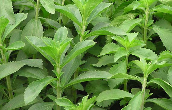 Mata de Stevia rebaudiana con sus hojas dentadas