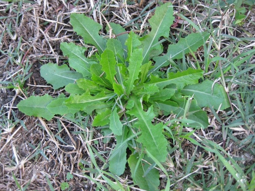 Planta de Lactuca serriola en floración