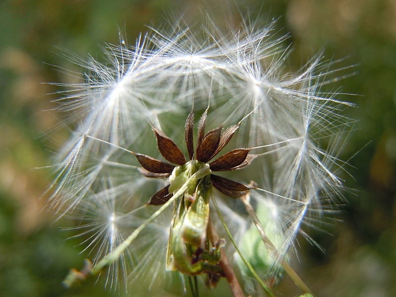 Semillas con vilano de Lactuca serriola