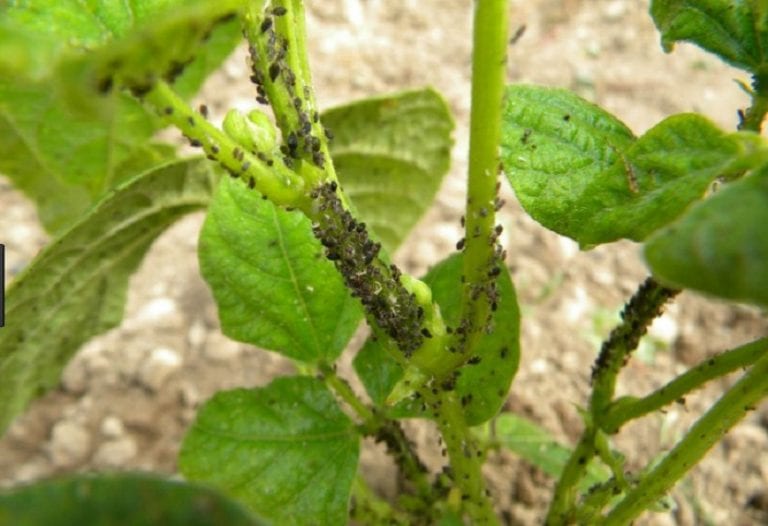 Colonia de pulgón en una hoja de tomate