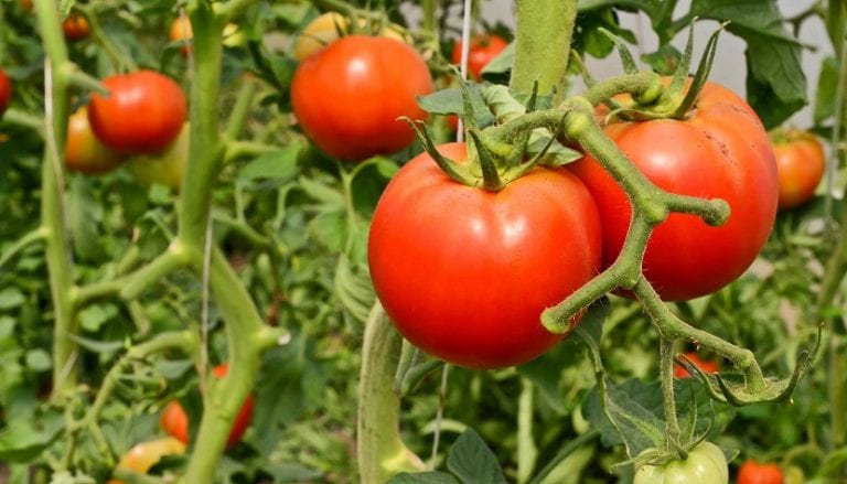 Tomates en la mata en un huerto