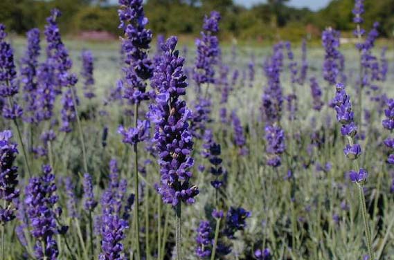 Mata de lavanda en flor