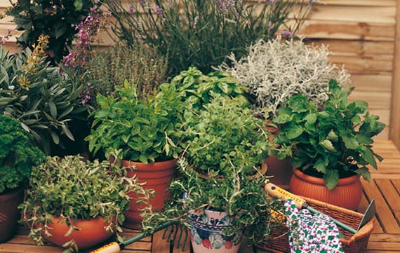 Macetas con distintas plantas aromáticas cultivadas juntas