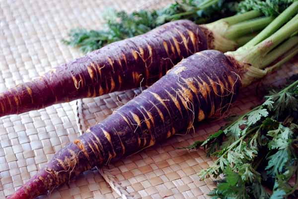 Zanahoria morada: origen, cultivo y variedades de colores
