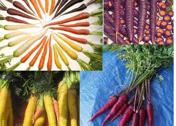 Zanahorias de colores: morada, amarilla, blanca y naranja