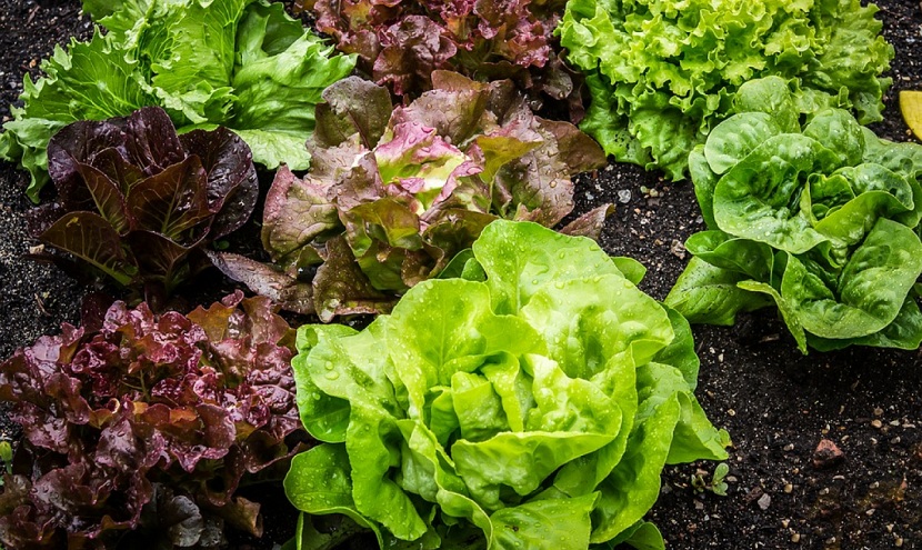 Detalle de las hojas rizadas y crujientes de la lechuga batavia