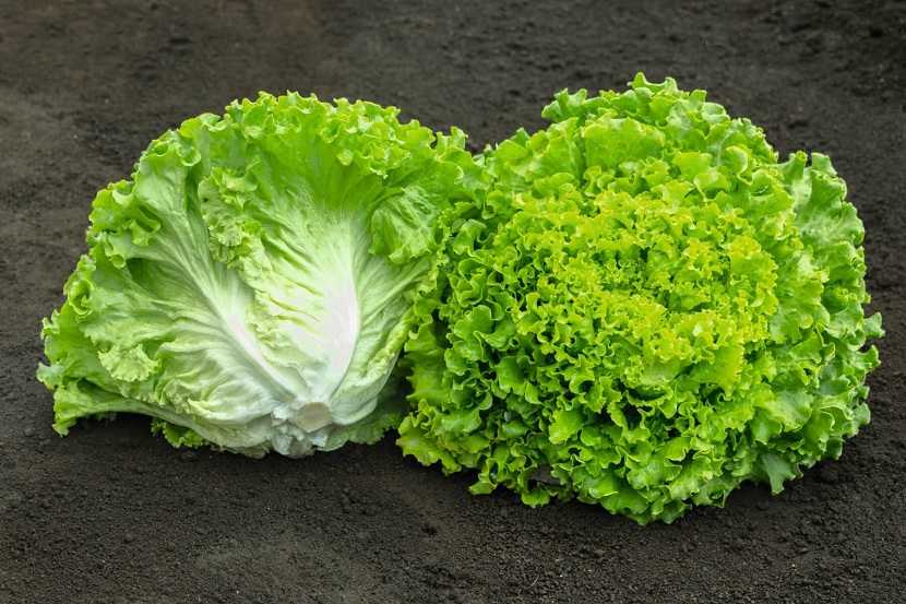 Lechuga batavia con el cogollo semiabierto