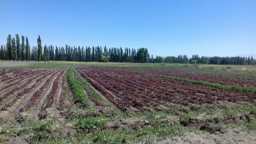Bancal con lechugas maravilla en cultivo