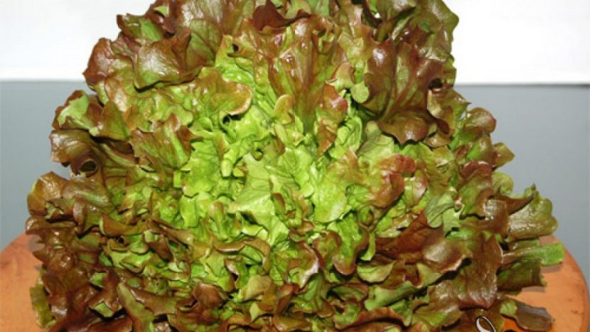 Planta de lechuga maravilla con hojas rizadas y bordes bronceados