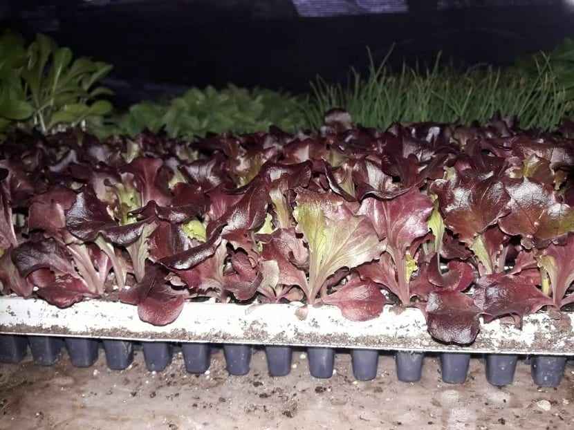 Cultivo de lechuga morada en el huerto