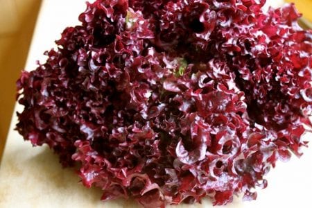 Lechuga morada con hojas de color rojo intenso