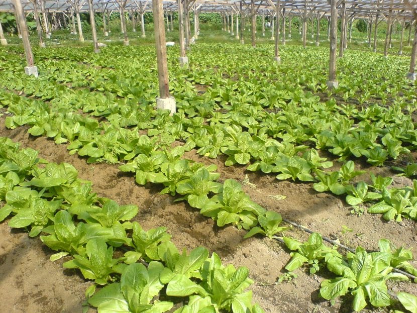 Bancal de lechuga romana en un huerto