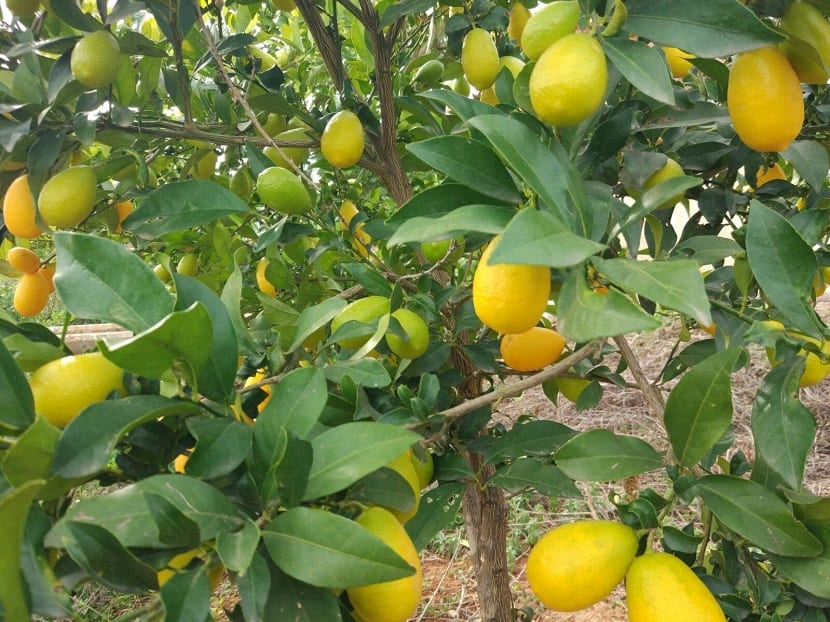 Frutos maduros de limequat en la rama