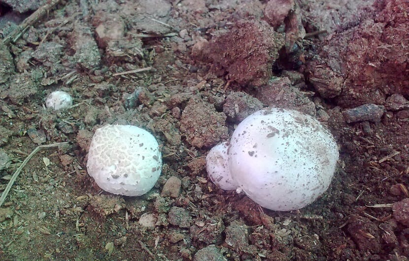 Champiñones afectados por enfermedades del cultivo