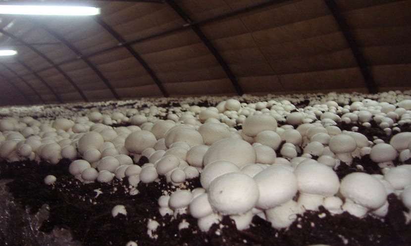 Champiñones creciendo sobre el sustrato de cultivo