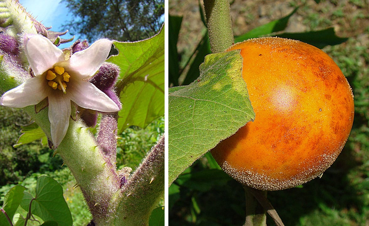 Planta de lulo, Solanum quitoense, con sus grandes hojas lobuladas