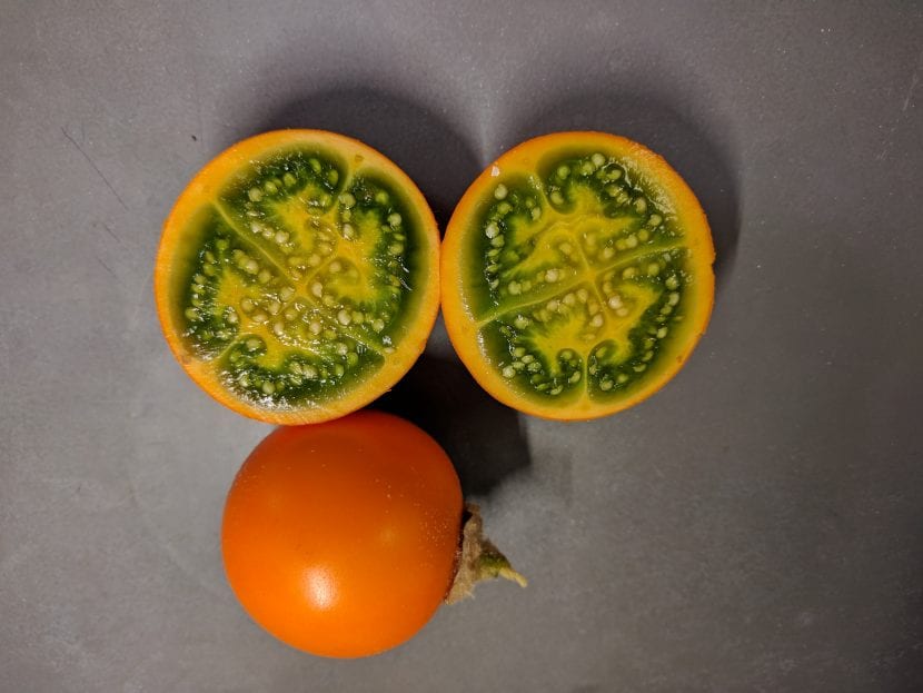 Frutos de lulo maduros, de color naranja, cubiertos de pelillos
