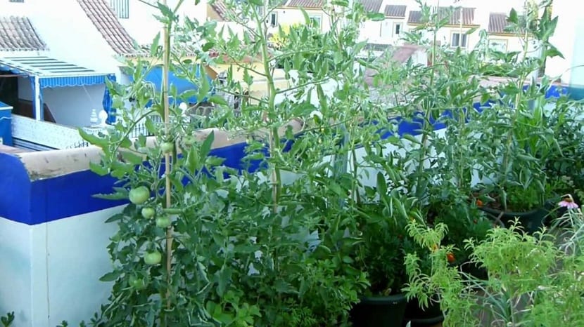 Cultivos hortícolas desarrollados en un macetohuerto
