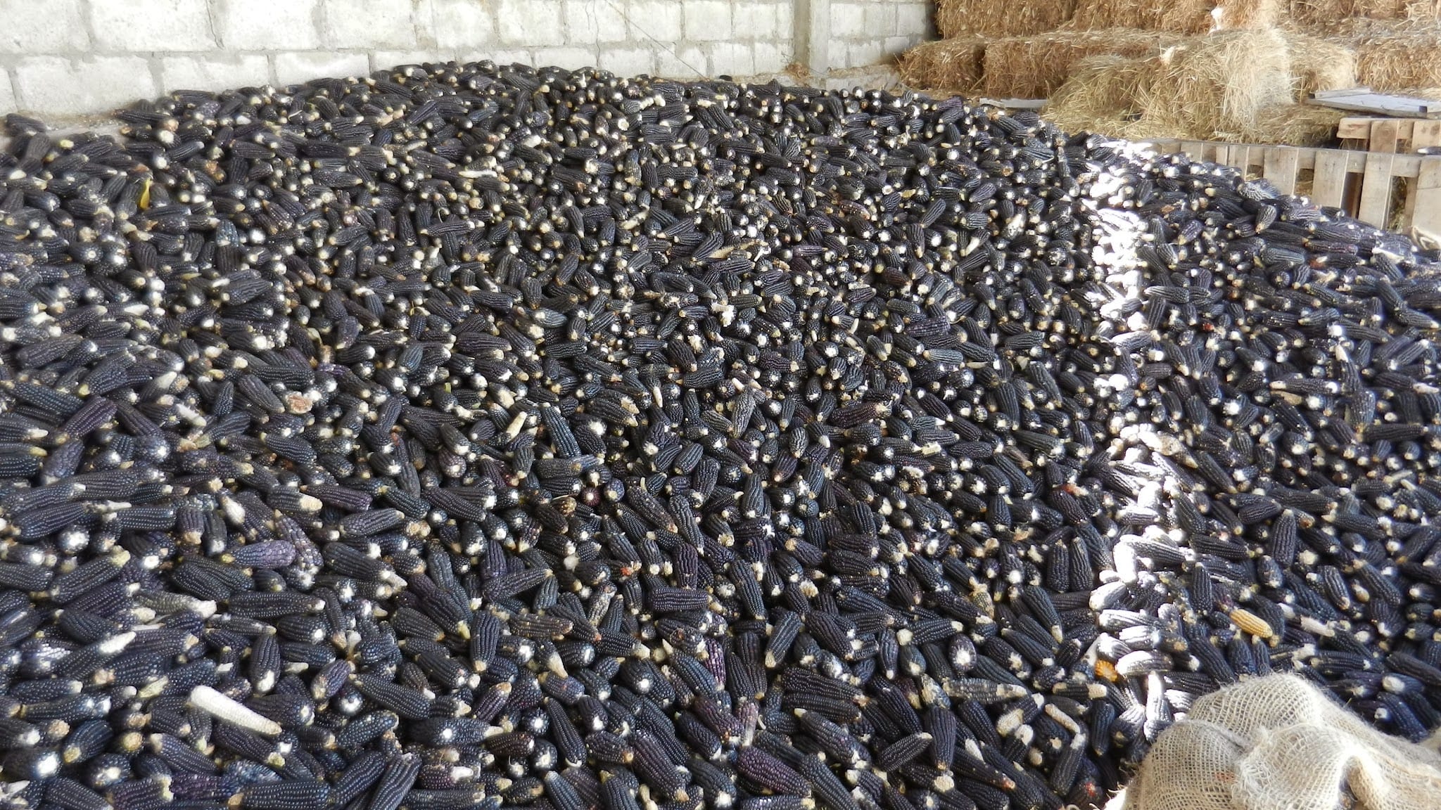 Mazorcas de maíz azul con granos de tonos violáceos