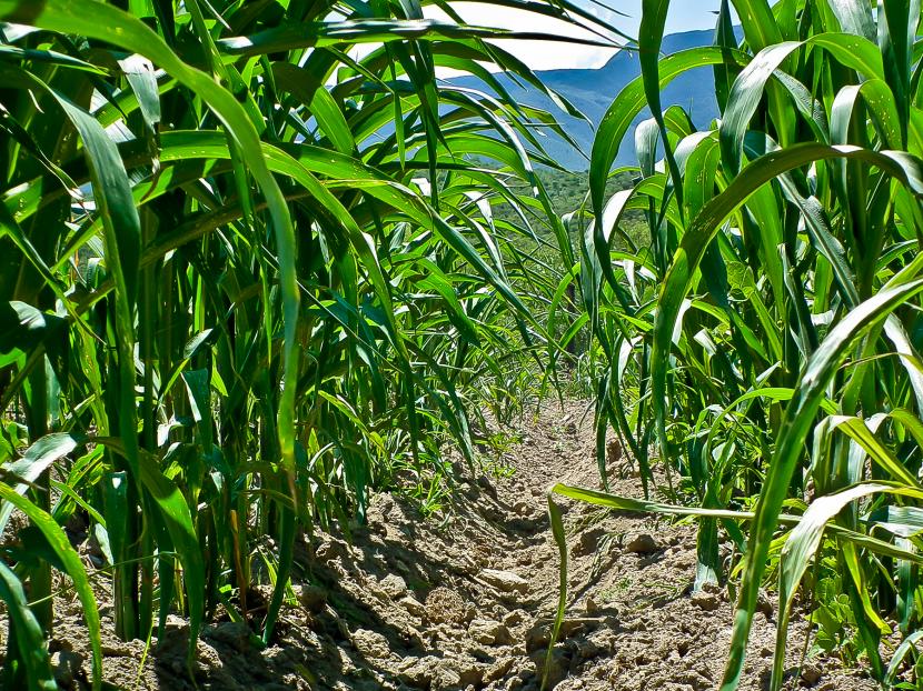 Planta de maíz en pleno desarrollo en el huerto