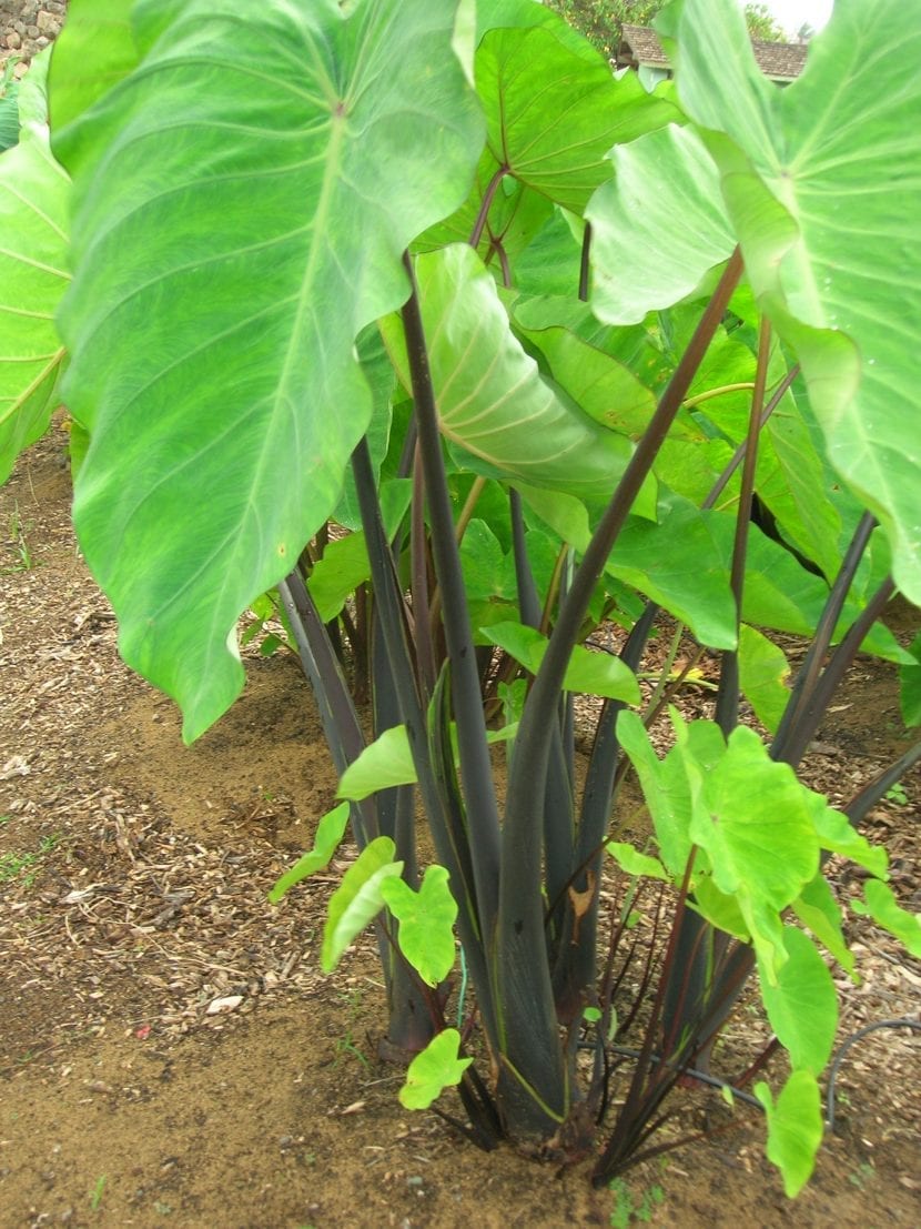 Ejemplar de Colocasia esculenta cultivado en el suelo