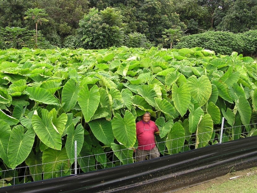 Planta de malanga Colocasia esculenta con sus grandes hojas verdes