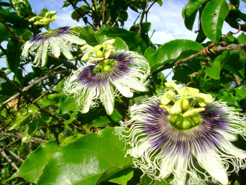Maracuyá amarilla, Passiflora edulis f. flavicarpa