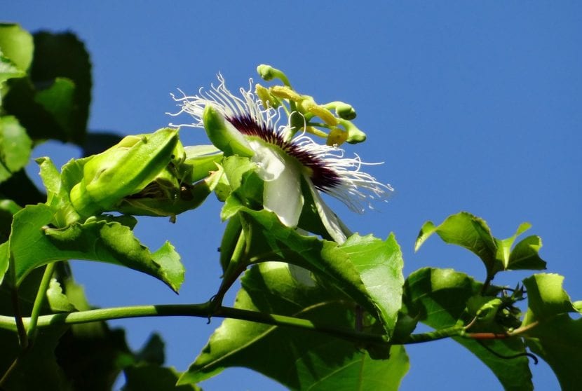 Flor y hojas de Passiflora edulis