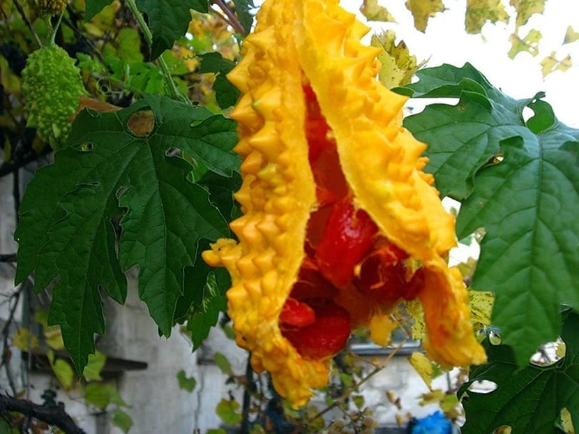 Fruto verde y verrugoso del melón amargo, Momordica charantia